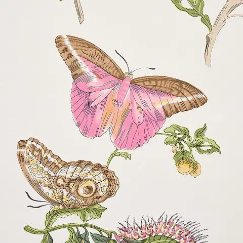Baudin Butterfly wallpaper in Blush — detail 2