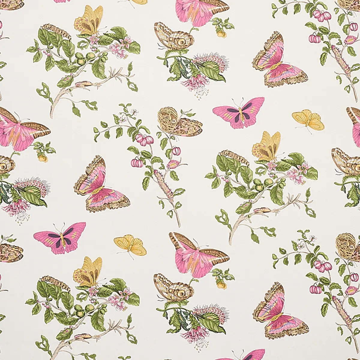 Baudin Butterfly wallpaper in Blush